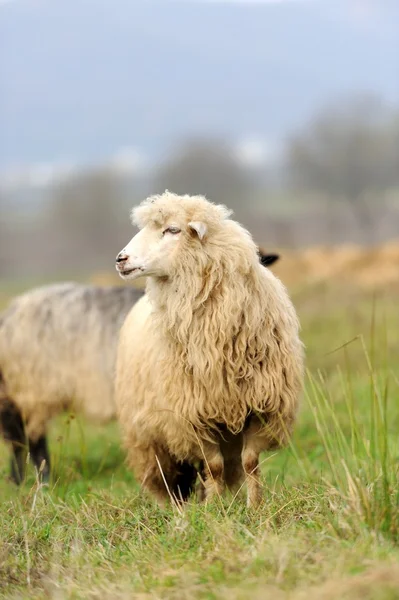 Får — Stockfoto