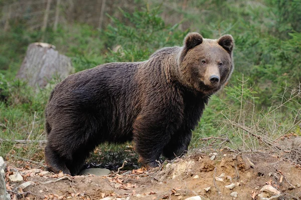 Urso — Fotografia de Stock