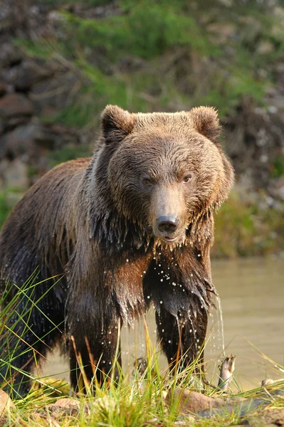 Oso — Foto de Stock