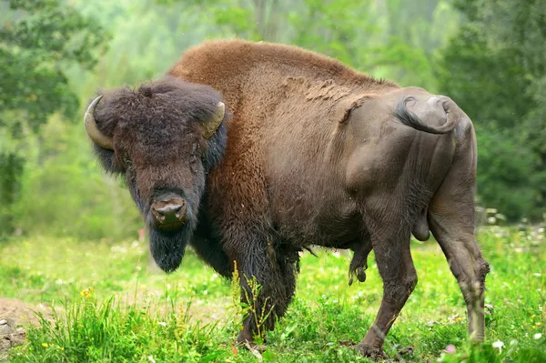 Bisons — Stockfoto