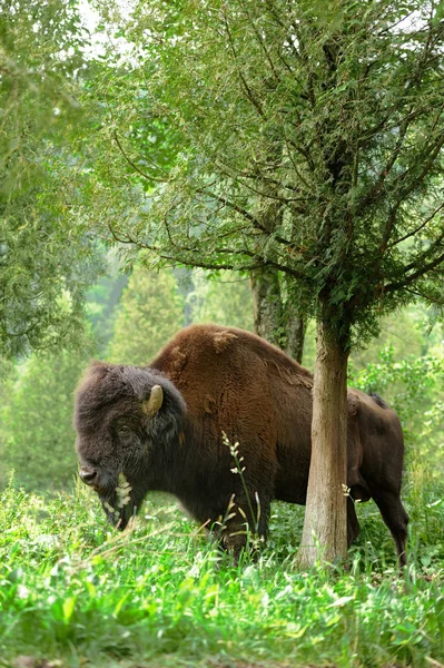 Bison – stockfoto