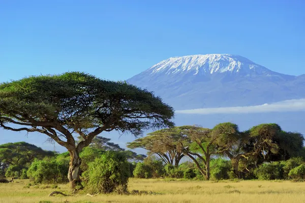 Kilimanjaro Royaltyfria Stockfoton