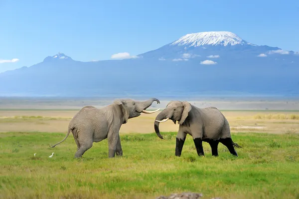 Elefante com o Monte Kilimanjaro — Fotografia de Stock