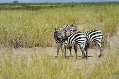Zebra
