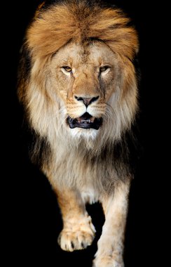 Aslan portre
