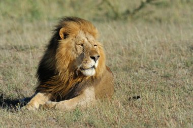 Aslan
