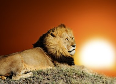 Aslan