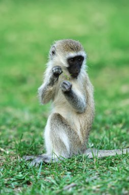 vervet maymunu
