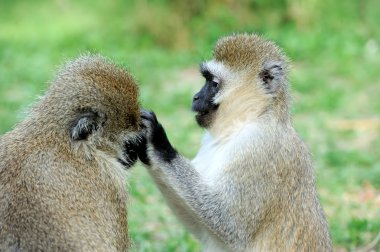 vervet maymunu