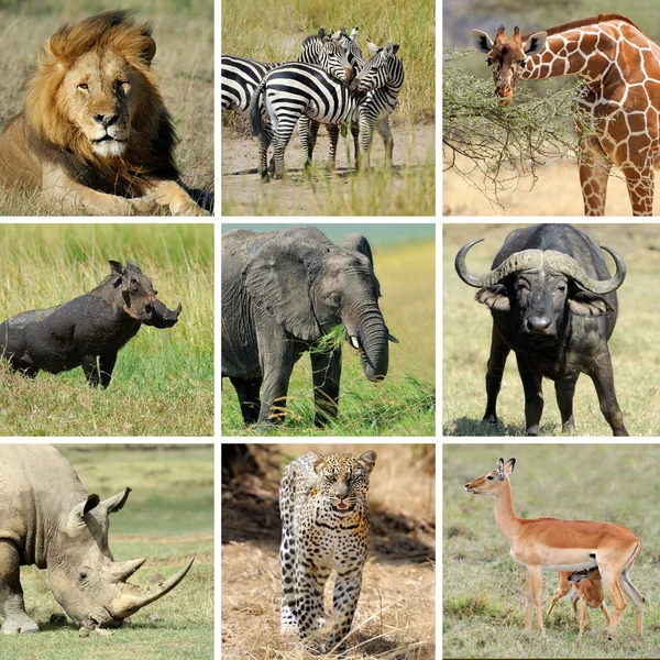 Afrikanska djur collage — Stockfoto