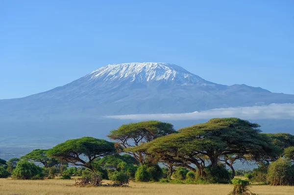 Kilimanjaro dağı — Stok fotoğraf