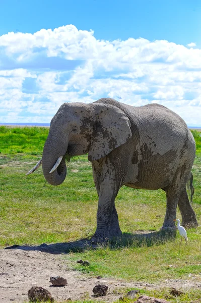 Elefante — Fotografia de Stock