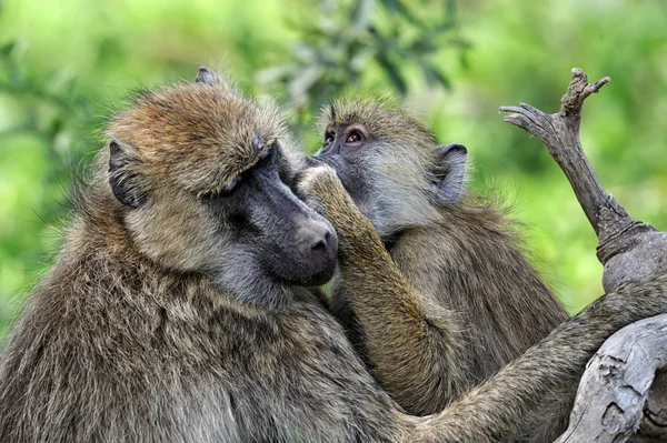 Olive baboon — Stock Photo, Image