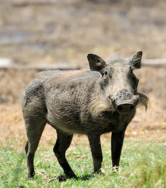 Warthog. — Fotografia de Stock