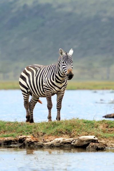 Zebra — Stockfoto