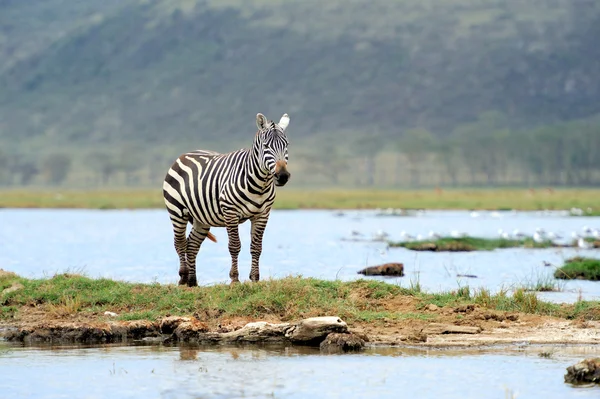 Zebran — Stockfoto