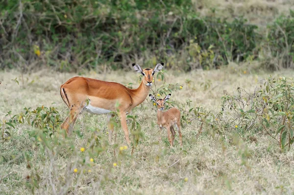 Impala — Stockfoto