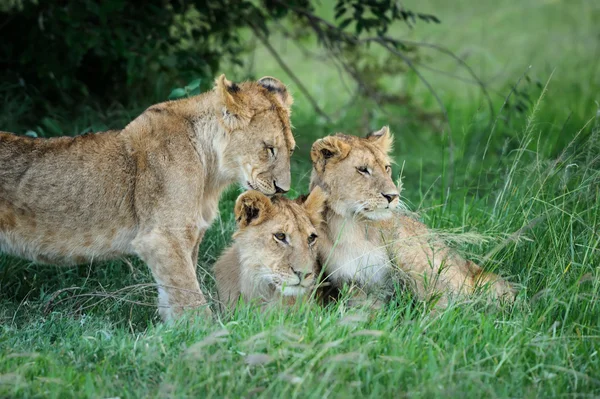 Aslan — Stok fotoğraf