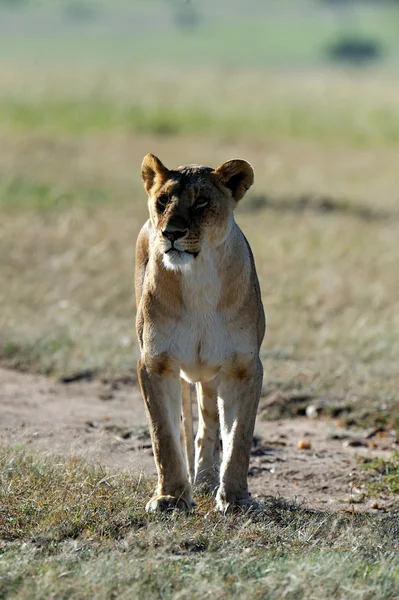 Lion — Stock Photo, Image