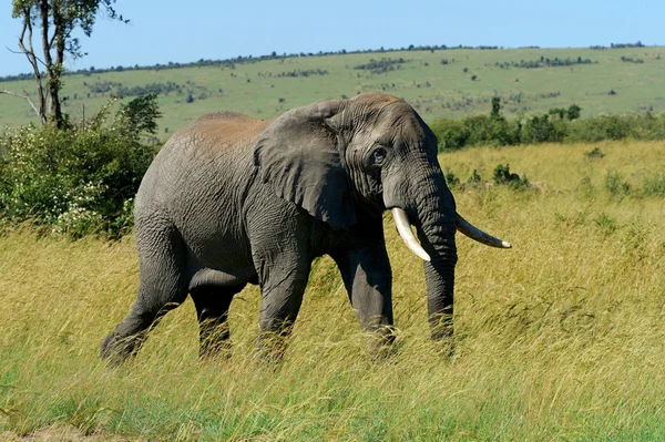 Elefante — Foto de Stock