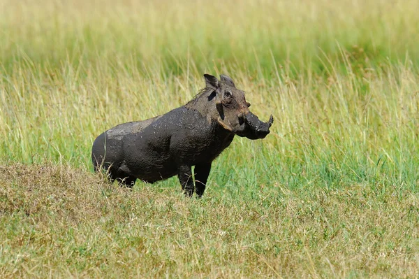 Warthog — Stock Photo, Image