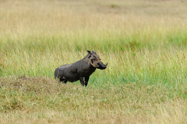 Warthog. — Fotografia de Stock