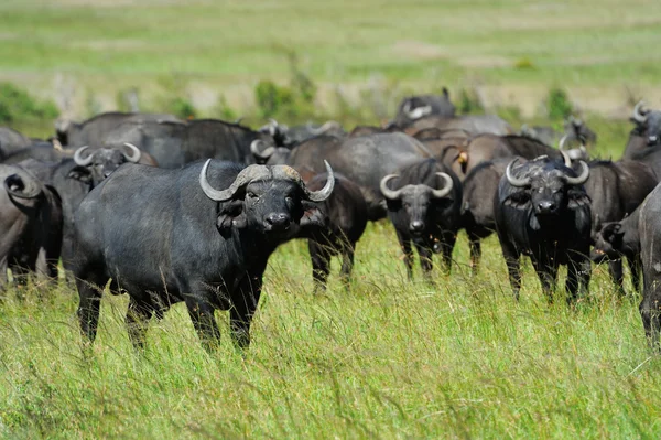 Búfalo — Foto de Stock