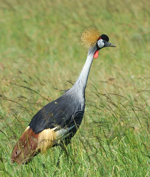 Grúa coronada — Foto de Stock