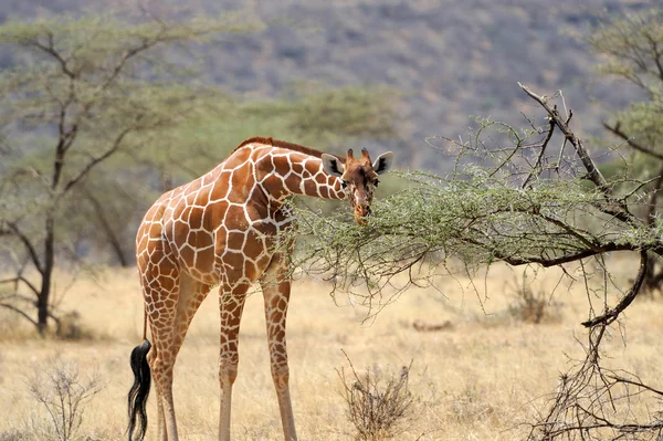 Giraffa — Foto Stock