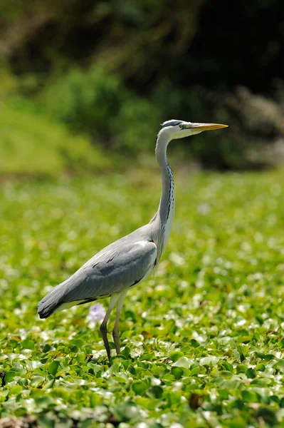 Heron — Stock Photo, Image