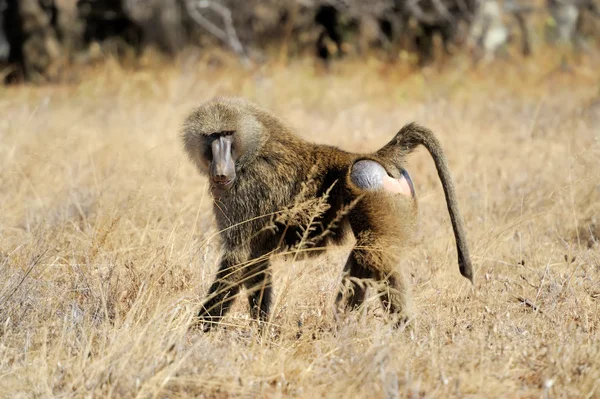 橄榄狒狒 — 图库照片