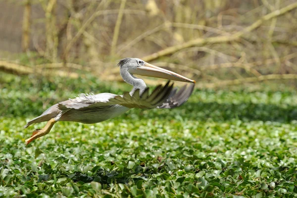 Pelikaan — Stockfoto