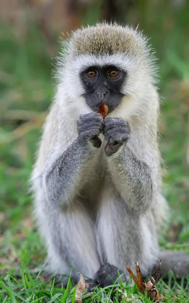 Macaco-de-vagem — Fotografia de Stock