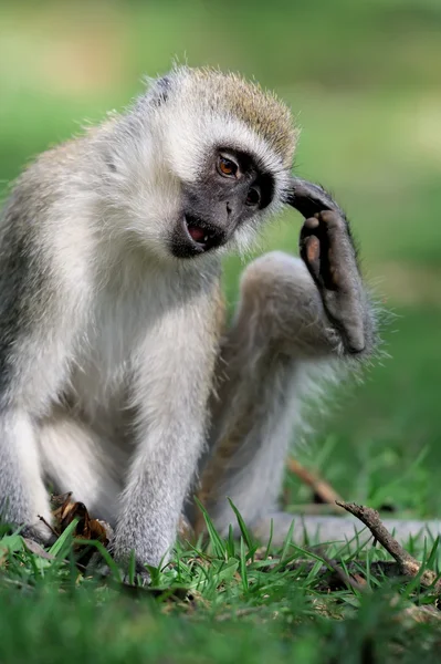 Scimmia di verbena — Foto Stock