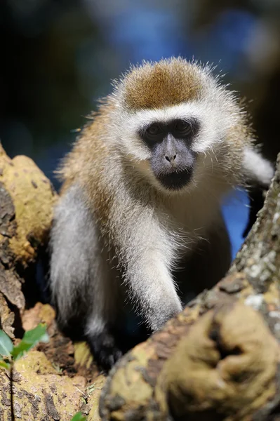 Macaco-de-vagem — Fotografia de Stock