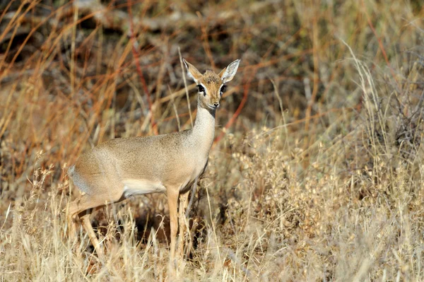 Dikdik — Stockfoto