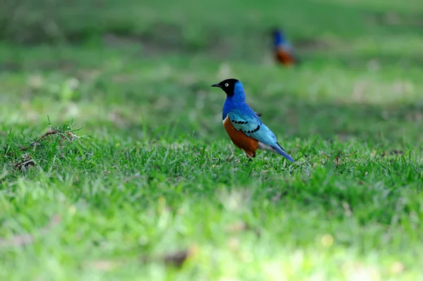 Superb Starling — Stock Photo, Image