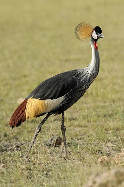 Crowned crane — Stock Photo, Image