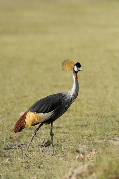 Grúa coronada — Foto de Stock