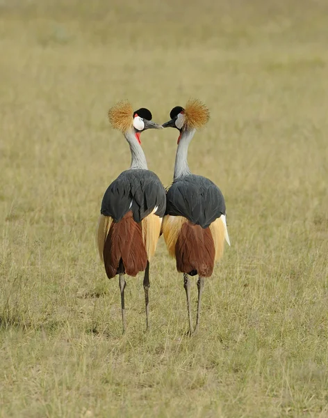 Crowned crane — Stock Photo, Image