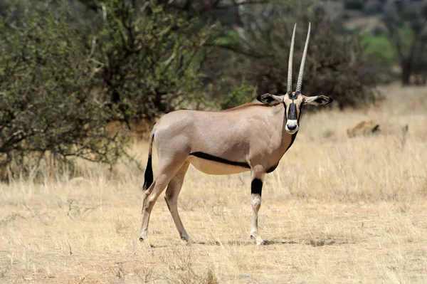 Gemsbok — стокове фото