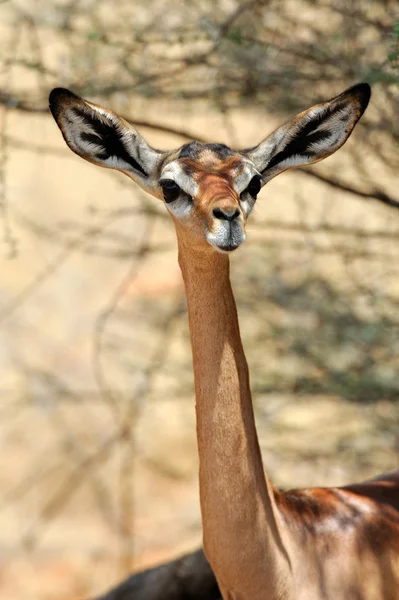 Giraffgasell — Stockfoto