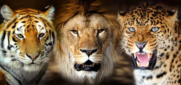 Tiger, lion, leorard — Stock Photo, Image