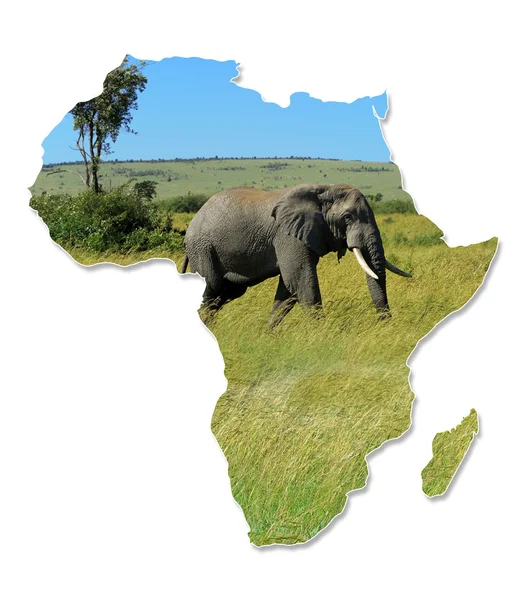 Afrika wild kaart ontwerp — Stockfoto
