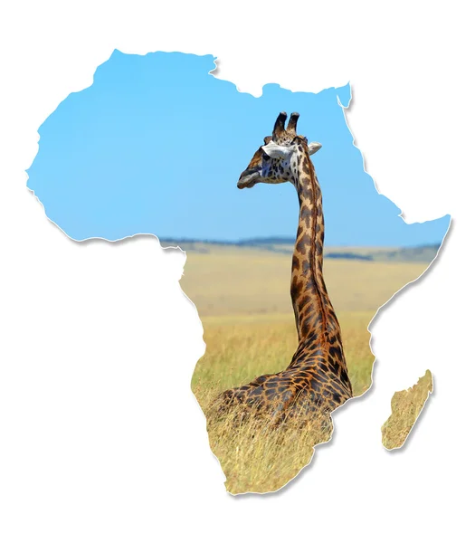 Africa Wildlife Map Design — Stock Photo, Image