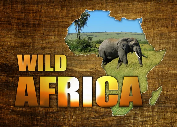 Afrique Wildlife Map Design — Photo