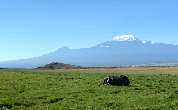 Elefante — Fotografia de Stock