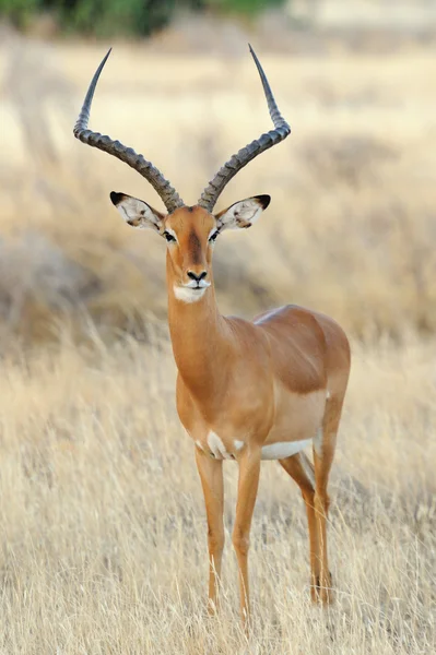 Antilope images libres de droit, photos de Antilope | Depositphotos