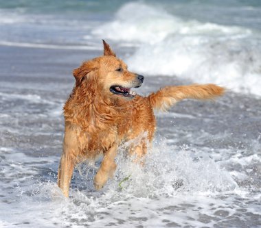 Kumsalda genç golden retriever