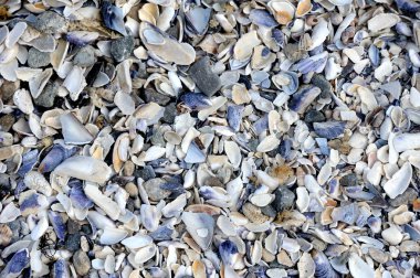 deniz kabuklarını arka plan